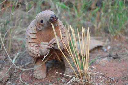 Quel est le comble pour un pangolin ? Se faire haïr par une planète entière alors que c'est quand même toi qui a fini dans l'assiette.